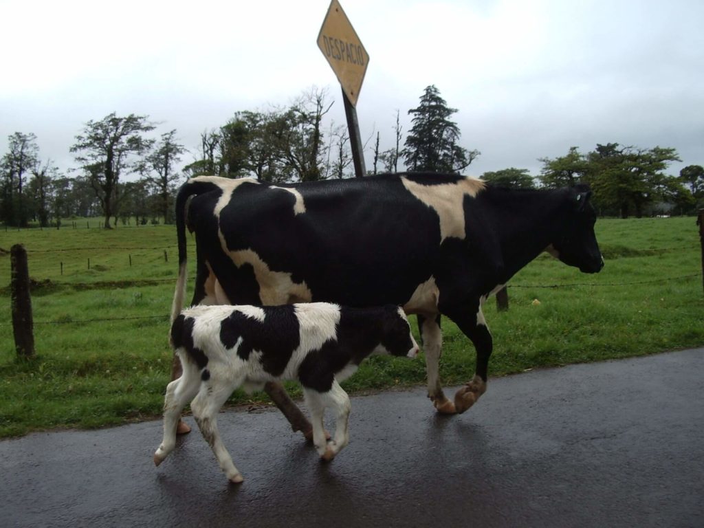 Costa Rica cows on road