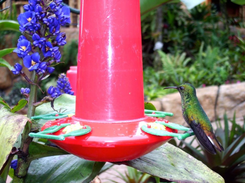 Costa Rica hummingbird
