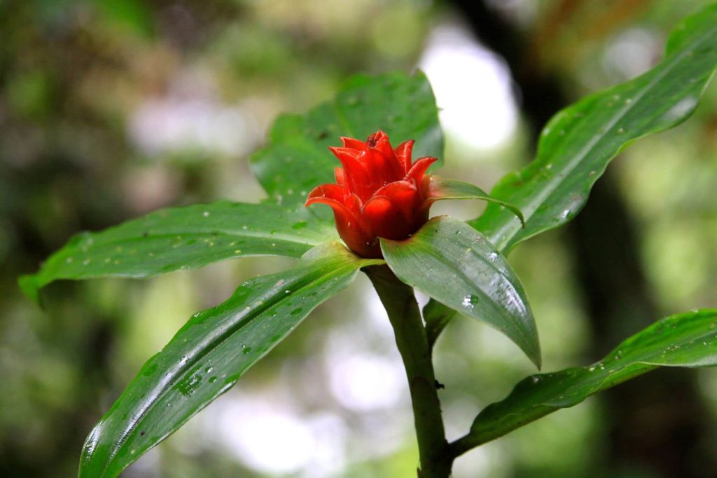 Costa Rica plant