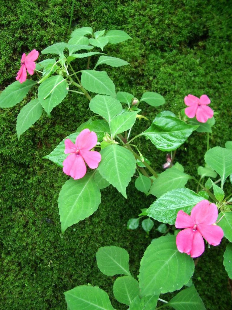 Costa Rica plants