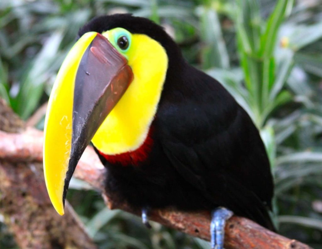 Costa Rica toucan