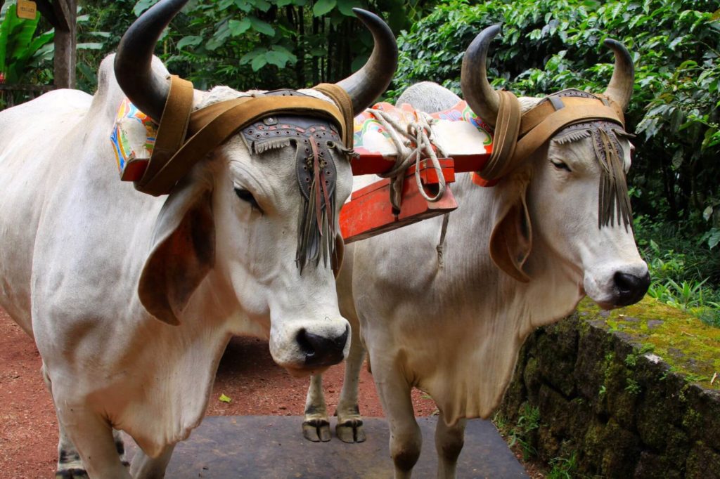 Costa Rica oxen