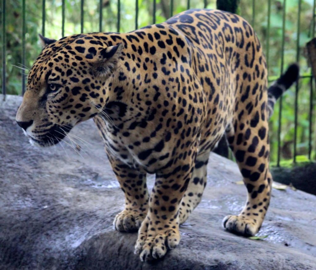 Zoológico de Costa Rica